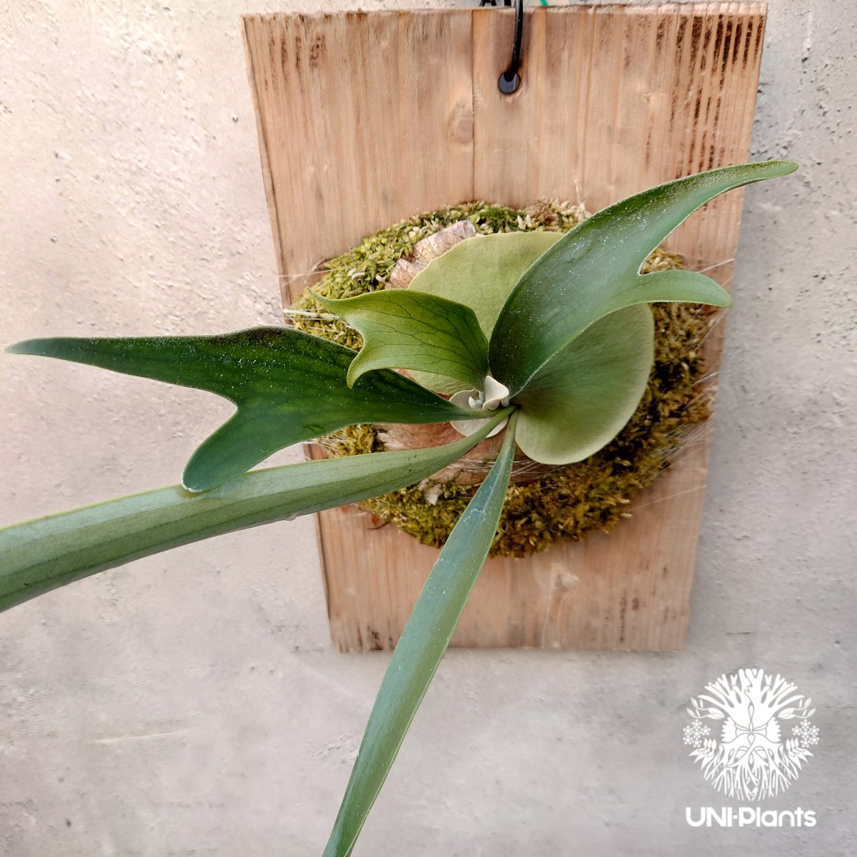 ビカクシダ P.Shankha シャンクラー 子株 コウモリラン