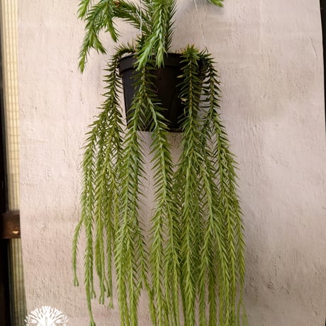 Phlegmariurus goebelii (=Huperzia goebelii) フレグマリウルス・ゴエベリー 観葉植物 珍奇植物 植物  着生植物 インテリア植物 珍しい シダ植物