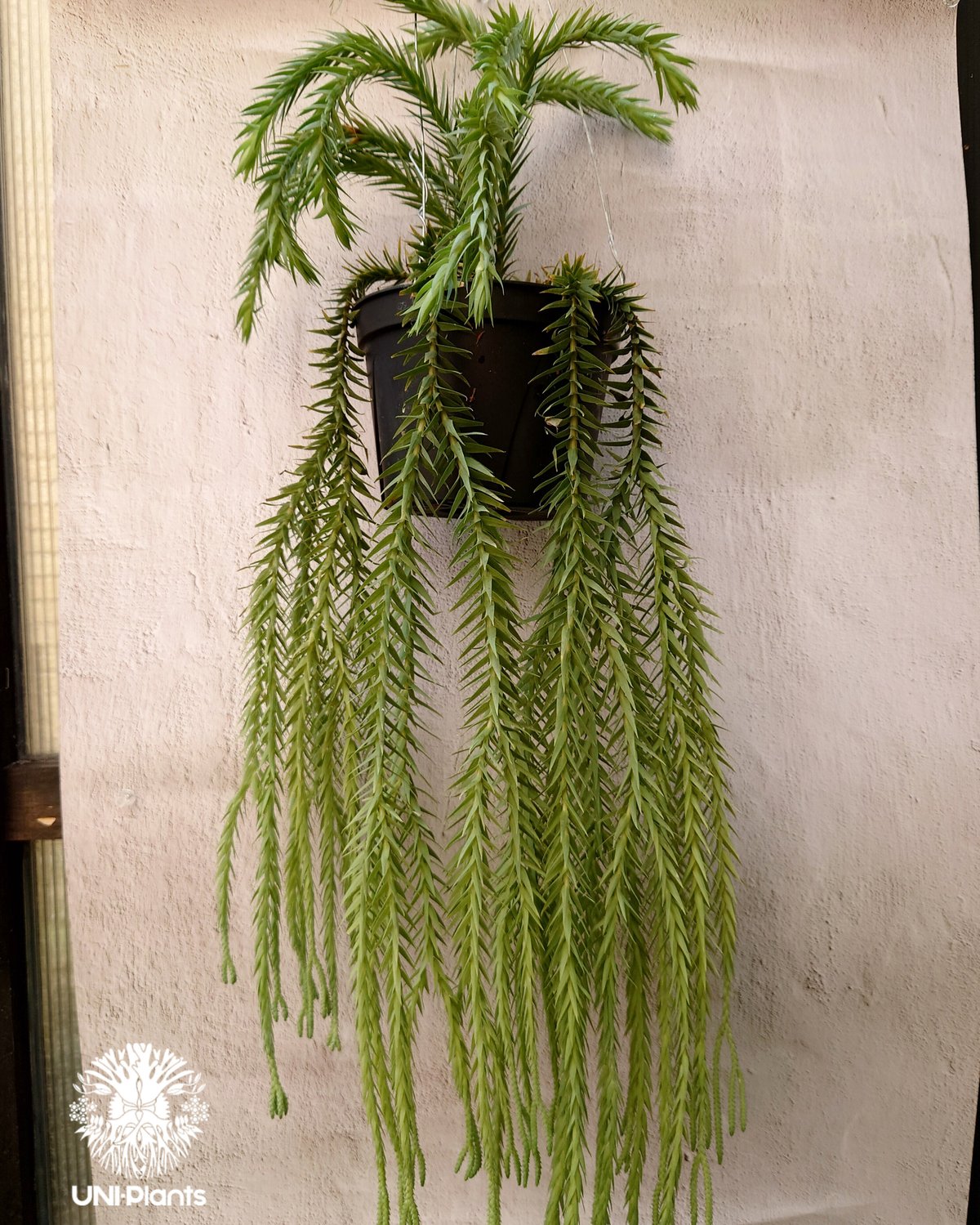 Phlegmariurus goebelii (=Huperzia goebelii) フレグ