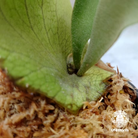 Platycerium willinckii white angel ビカクシダ ウィリンキー ホワイトエンジェル ビカクシダ コウモリラン