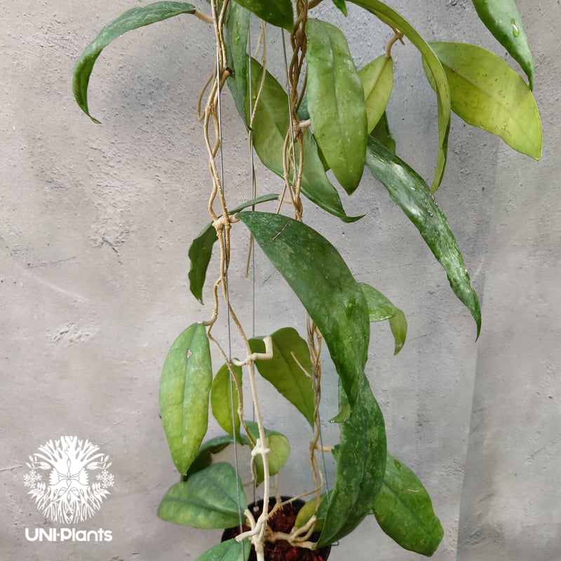 Hoya Finlaysonii splash （cv.trang）ホヤ フィレンソニー スプ