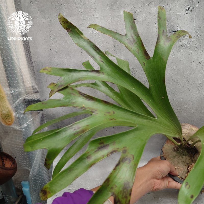 Platycerium alcicorne var.Madagascar ビカクシダ アルシコ