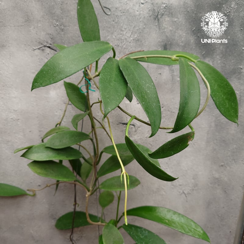 希少! Hoya pubicalyx 'black dragon' ホヤ植物 ホヤの花 ホヤプ