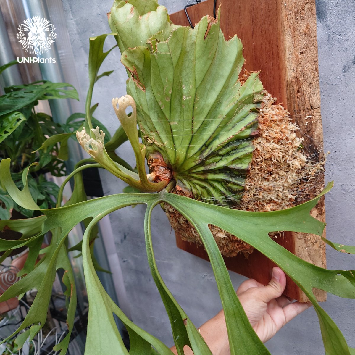 大株 Platycerium Mt.kitshakood Narrow ビカクシダ キッチャ