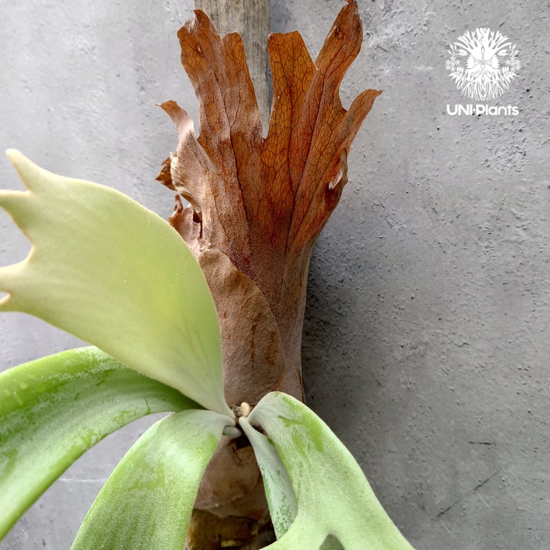 ビカクシダ ウィリンキー インドネシア 大株 ビカクシダ ウィリンキーcv.インドネシア Platycerium