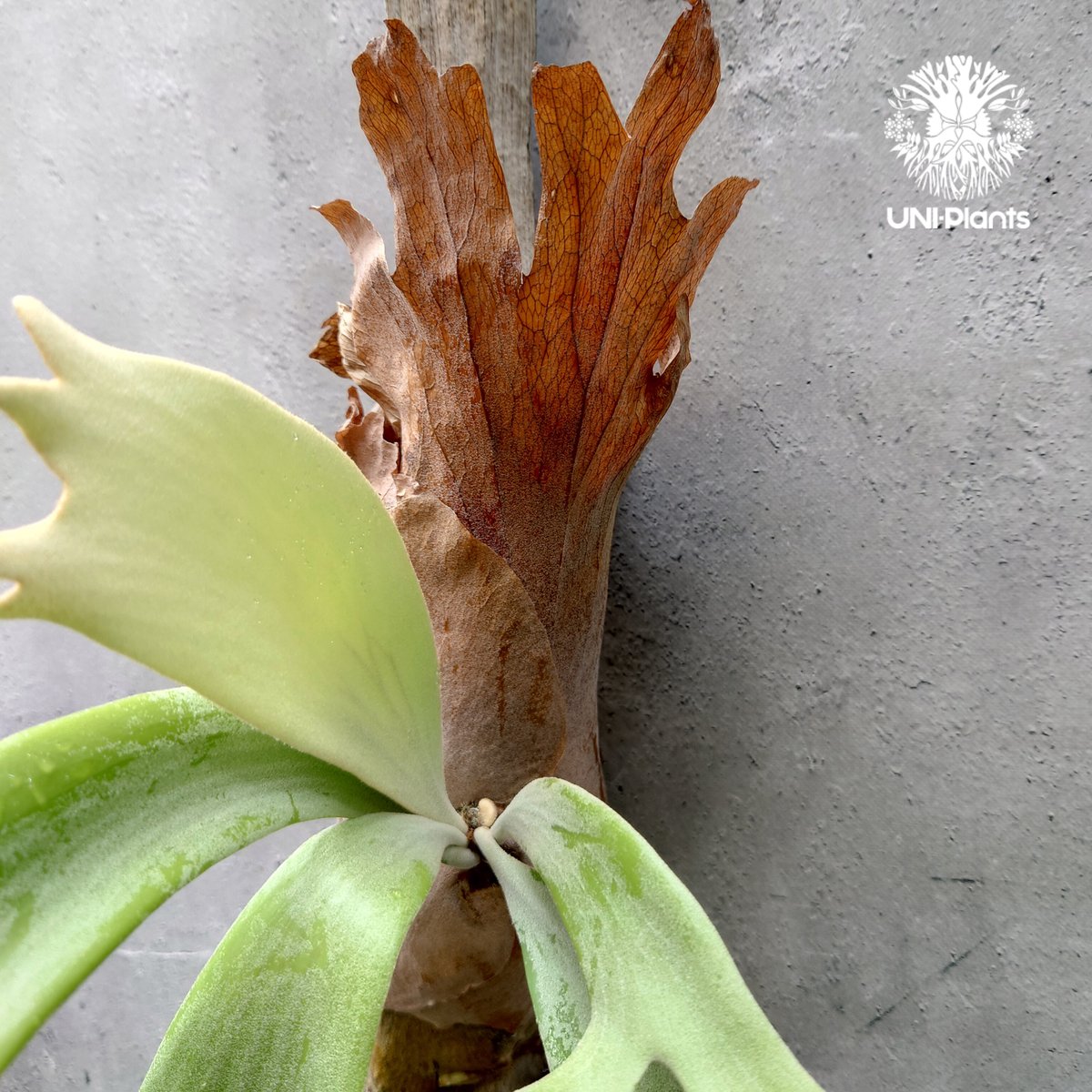 ビカクシダ ウィリンキーcv.インドネシア Platycerium willinckii cv