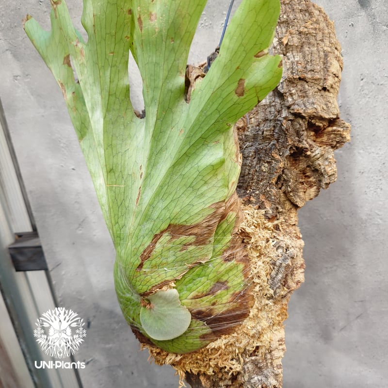 Platycerium wandae wild ビカクシダ ワンダエ ワイルド株