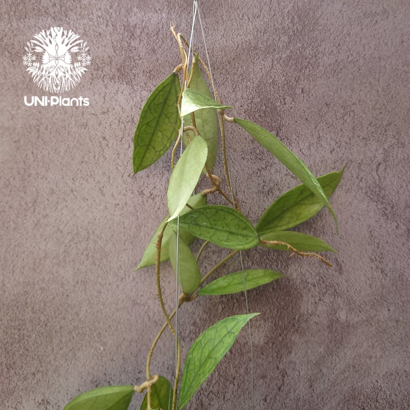 Hoya Germany ホヤ ジャーマニ 希少 ホヤ植物 ホヤの花 観葉植物