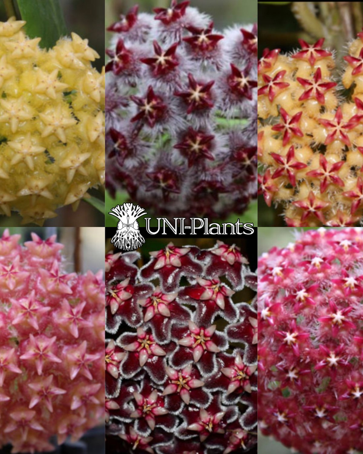 0644 ＊ レア ＊ ホヤ ＊ hoya ＊ Padang 【公式通販】