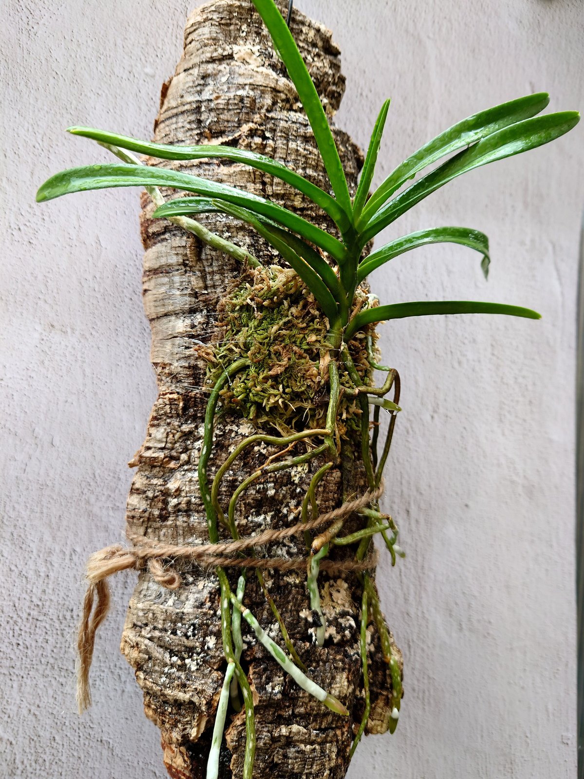 全ての Light Green Vanda バンダグリーンライト 着生植物 着生 珍しい その他