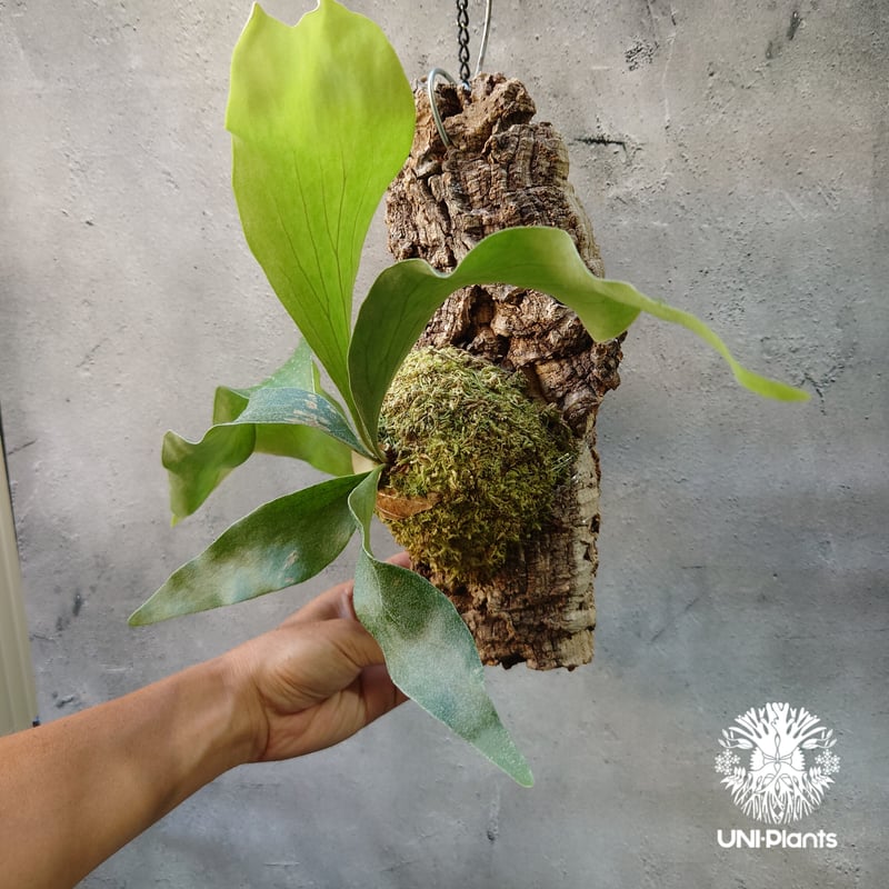 Platycerium hillii cv. Nampu ビカクシダ ヒリー cv. ナンプー