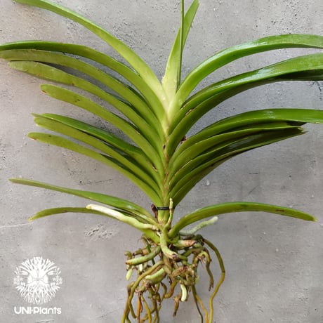 洋ランバンダ | STORES