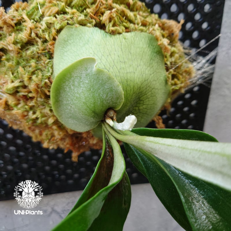 Platycerium Rydeen ビカクシダ ライディーン ビカクシダ コウモリラン