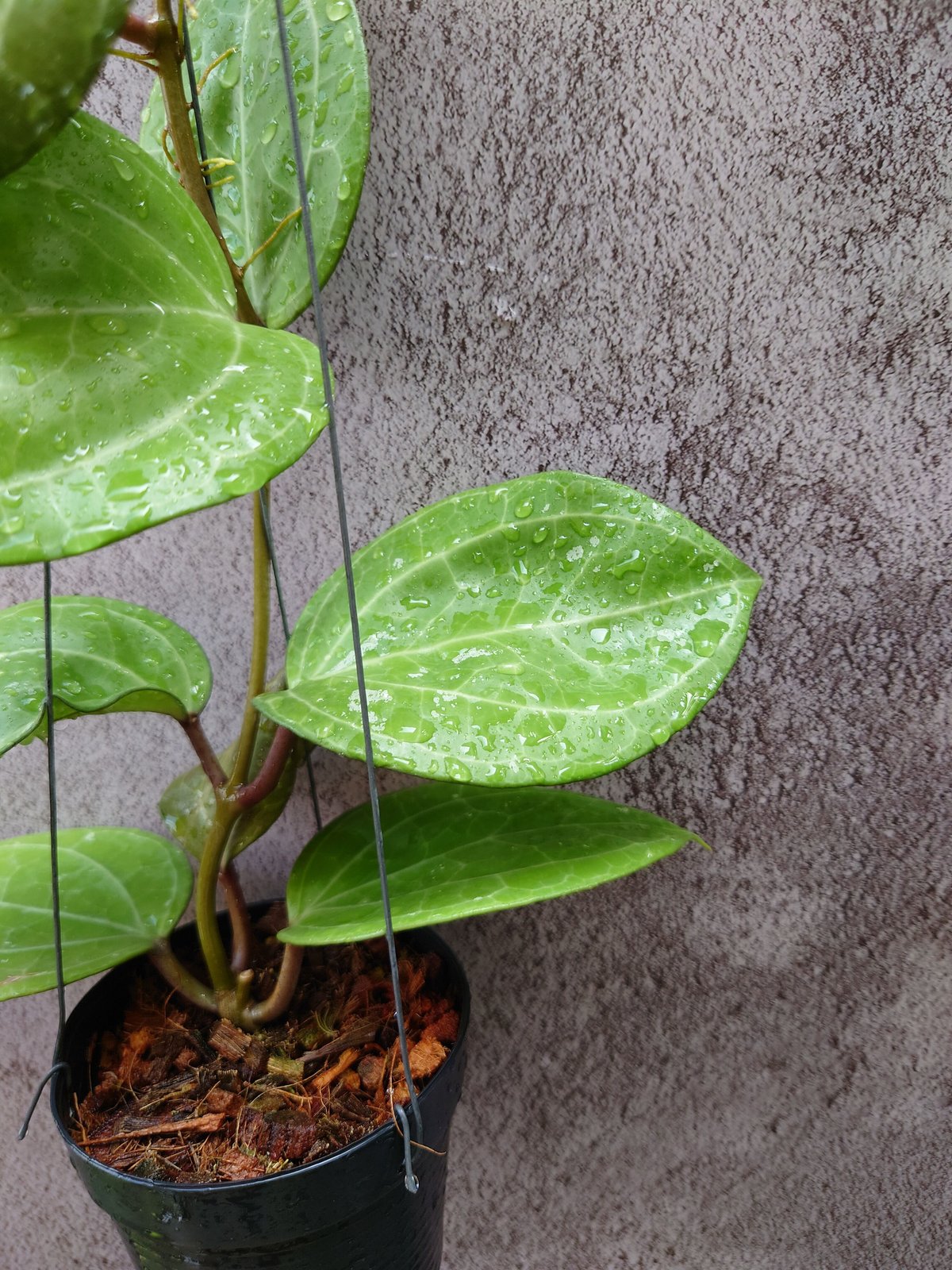 Hoya Sarawak ホヤ サラワック 希少なホヤ植物 限定入荷 植物 Hoya Sarawak ホヤ サラワック 希少なホヤ植物 限定入荷 植物