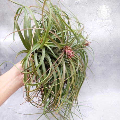 Tillandsia brachycaulos x concolor チランジア・ブラキカウロス×コンコロール Tillandsia  エアープランツ エアプランツ ティランジア