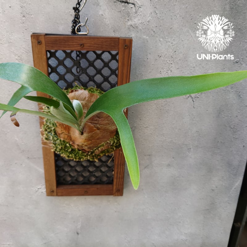 ビカクシダ 品種不明 Platycerium sp. コウモリラン ビカクシダ子株
