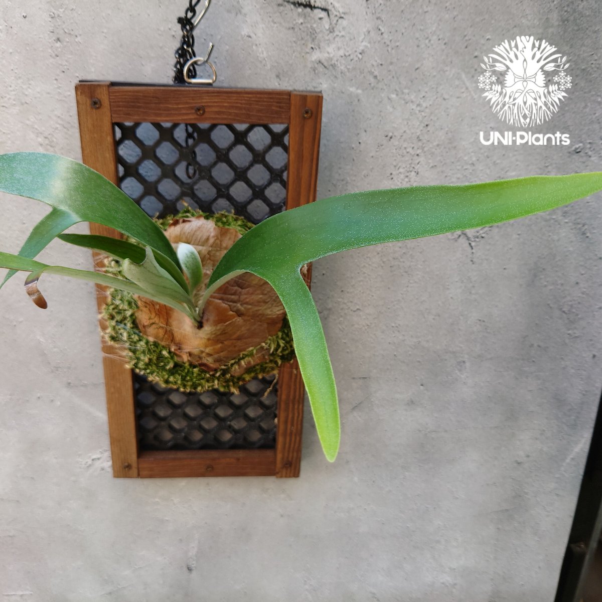 ビカクシダ アルキコルネ　変異株　子株 ビカクシダ 品種不明 Platycerium sp. コウモリラン ビカクシダ