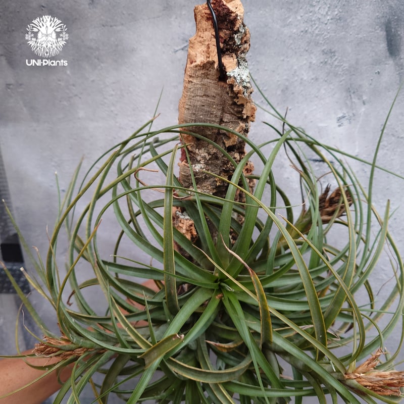 Tillandsia brachycaulos x concolor チランジア・ブラキカウロ