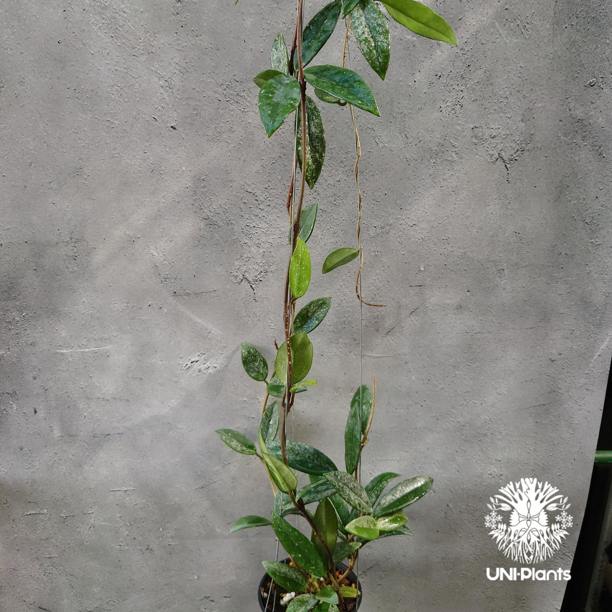 Hoya carnosa wilbur graves china ホヤ カルノサ ウィバー グ Hoya carnosa wilbur graves china ホヤ カルノサ ウィバー グ