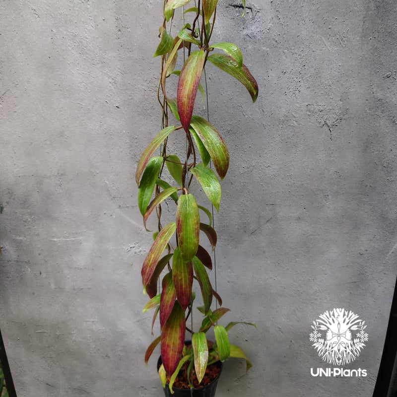 Hoya bordenii ホヤ ボルデニー 希少 ホヤ植物 ホヤの花 珍しい 希少な