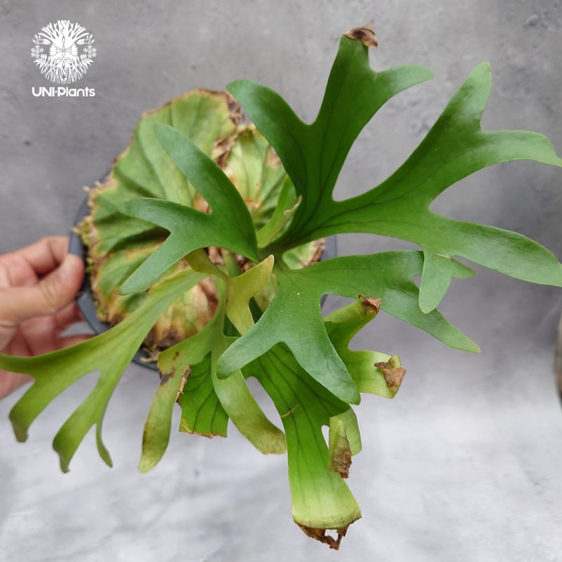 ビカクシダ　kingkala Platycerium kitshakood 