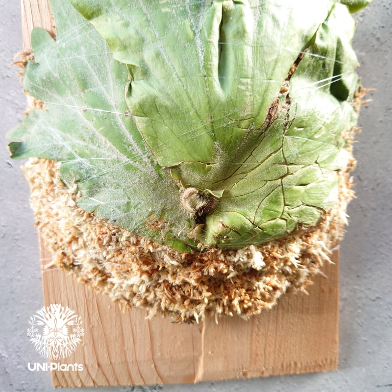 初入荷! ビカクシダ ワリチー Platycerium wallichii コウモリ