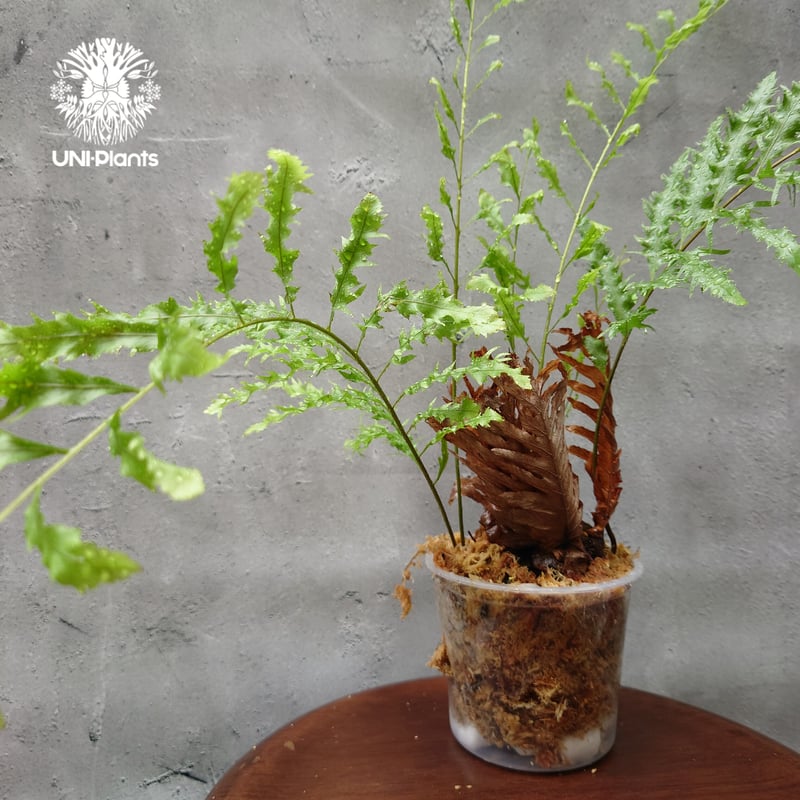 値下げドリナリア リギデュラ 再入荷! Drynaria rigidula `whitei ドリナリア·リギデュラ'ホワイテ