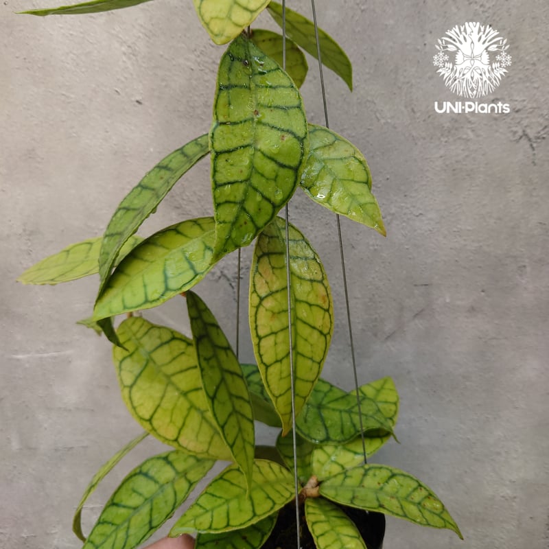 ホヤ カリストフィラ Hoya callistophylla 開花間近! ホヤ植物 ホヤの