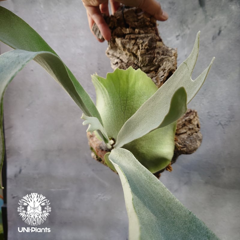 ビカクシダ ベイチー シルバーフロンド Patycerium veitchii cv