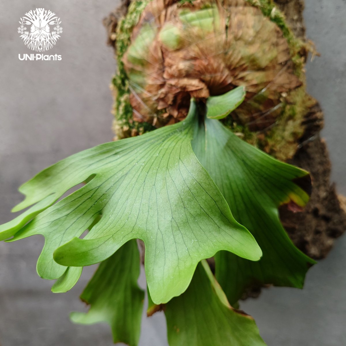 Platycerium coronarium 