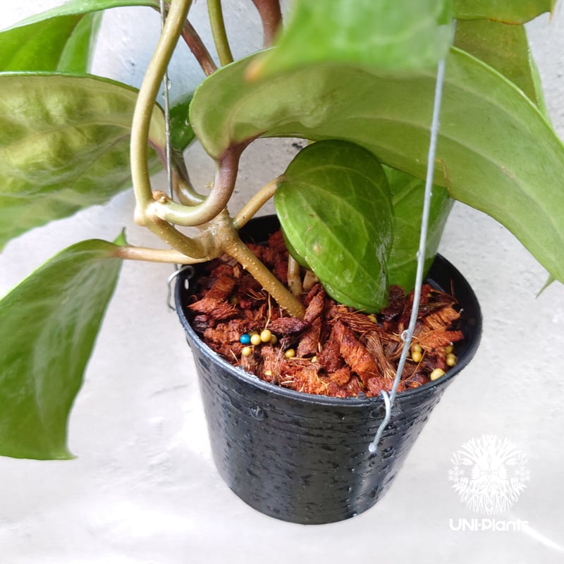 専用 ＊ 1029 ＊Hoya＊ホヤ 希少】Hoya sp. IML 1029 深掘り葉脈 ホヤ サクララン - メルカリ