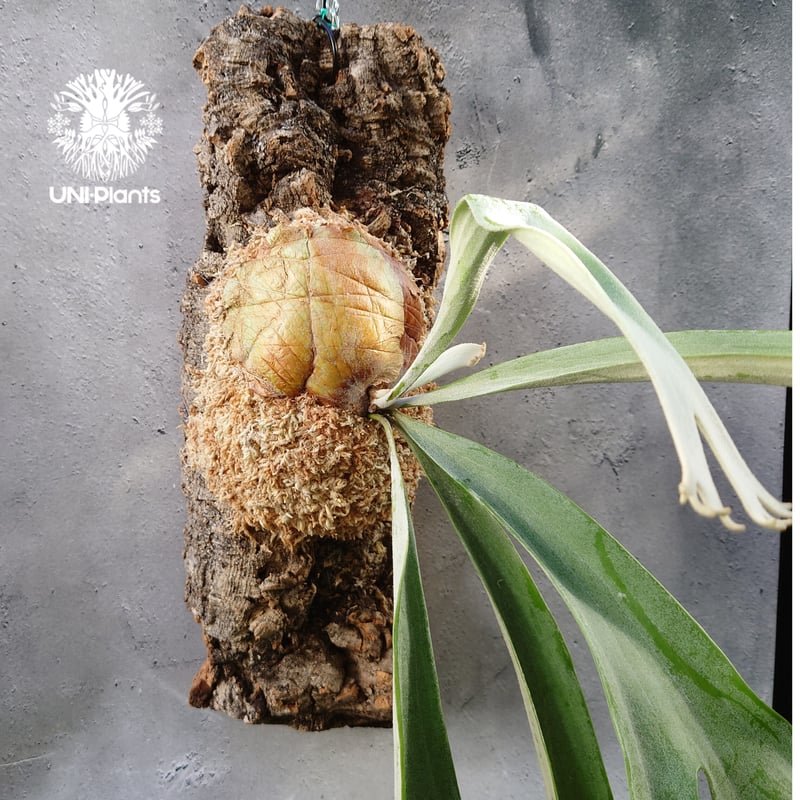 ビカクシダ ピューチャン Platycerium pewchan compact ビカクシダ ピューチャン