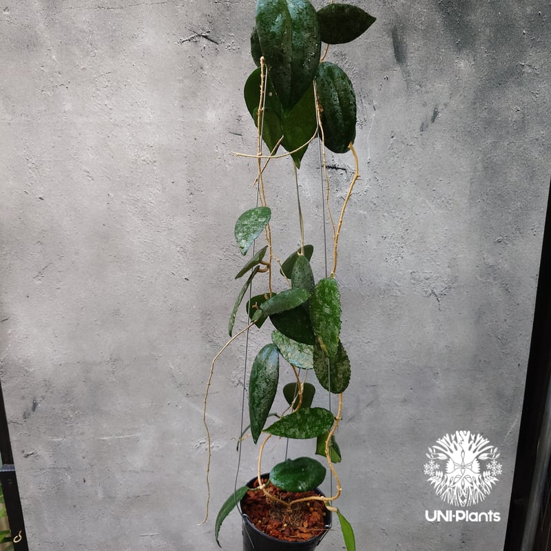 Hoya Caudata ホヤ カウダータ ホヤ植物 珍奇 珍しい 希少 レア つる性