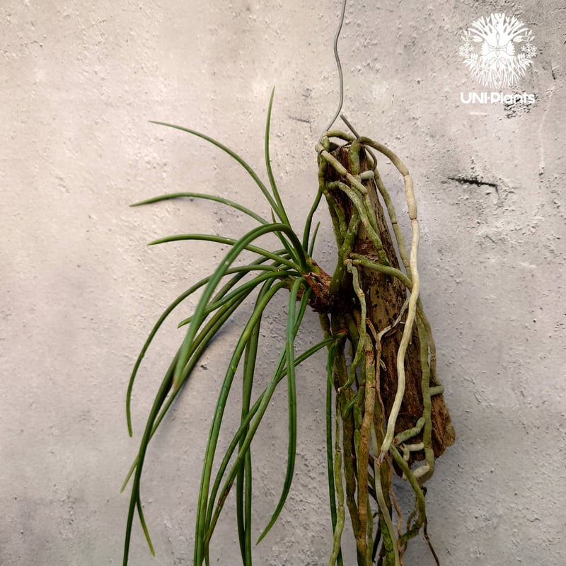 着生ラン　セイデンファデニア　ミトラタ　板付 セイデンファデニア ミトラタ ラン 板づけ ワイルド インテリア