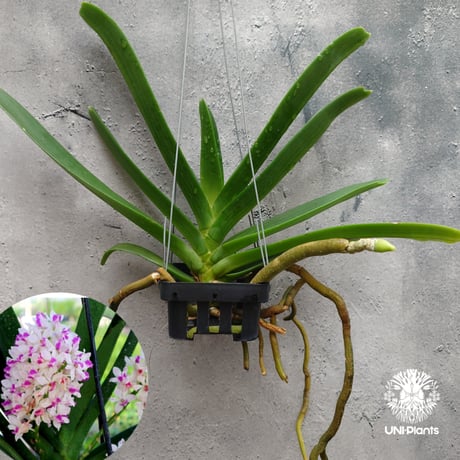 trichosalpinx chamaelepanthes 着生ラン垂れ下がり系 trichosalpinx chamaelepanthes 着生ラン垂れ下がり系 - メルカリ