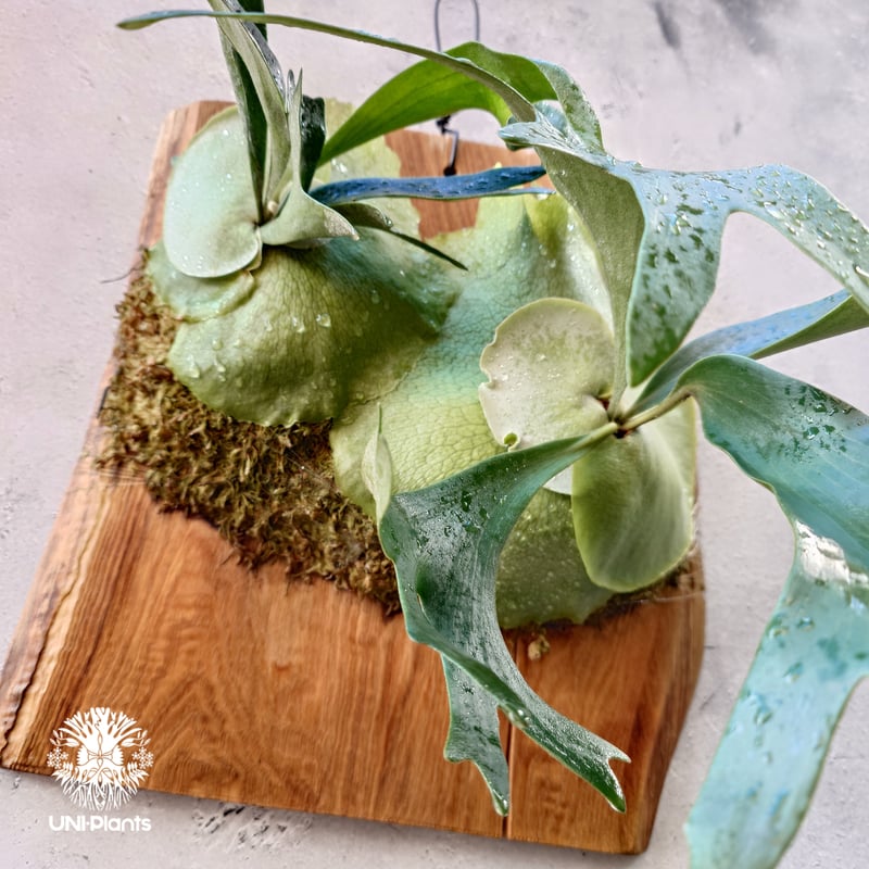 ビカクシダ ビフルカツム Platycerium bifurcatum ビカクシダ原種 シダ