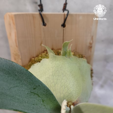【国内繁殖株・一点物】Patycerium veitchii wild | ビカクシダ ベイチー ワイルド | ビカクシダ原種 | ビカクシダ板付け ビカクシダビーチ