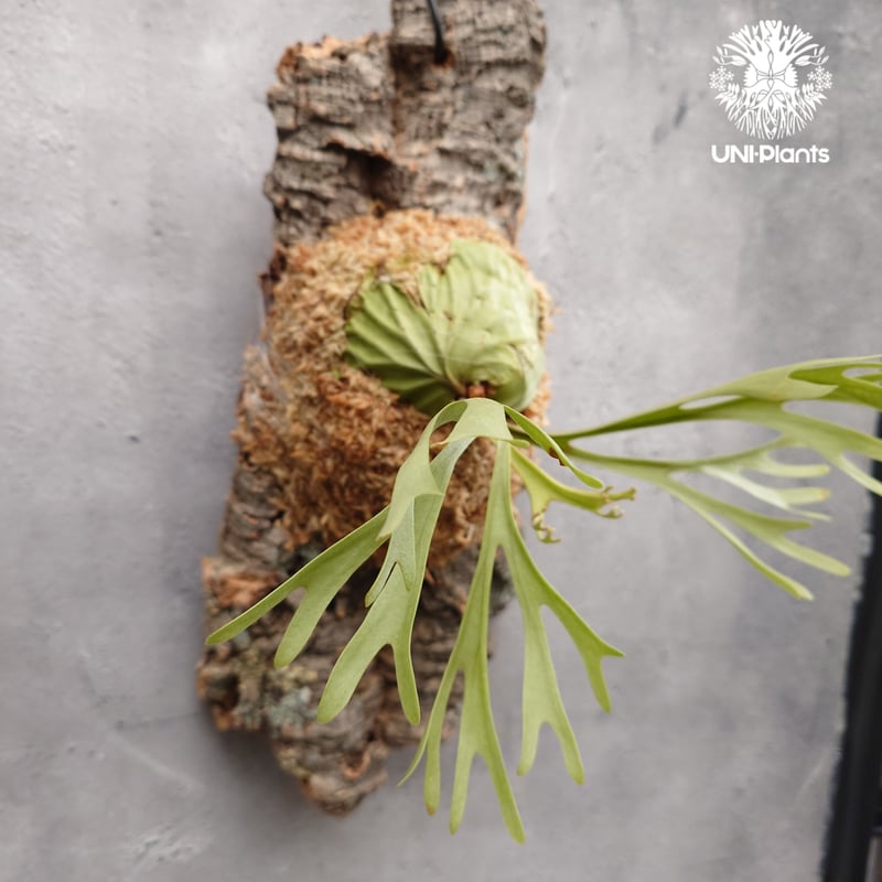 Platycerium ridleyi Pakarang ビカクシダ リドレイ パカラン