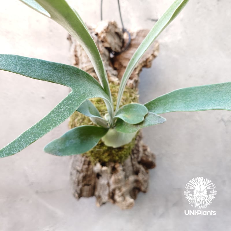 ビカクシダ ベイチー Patycerium veitchii ビカクシダ原種 シダ植物