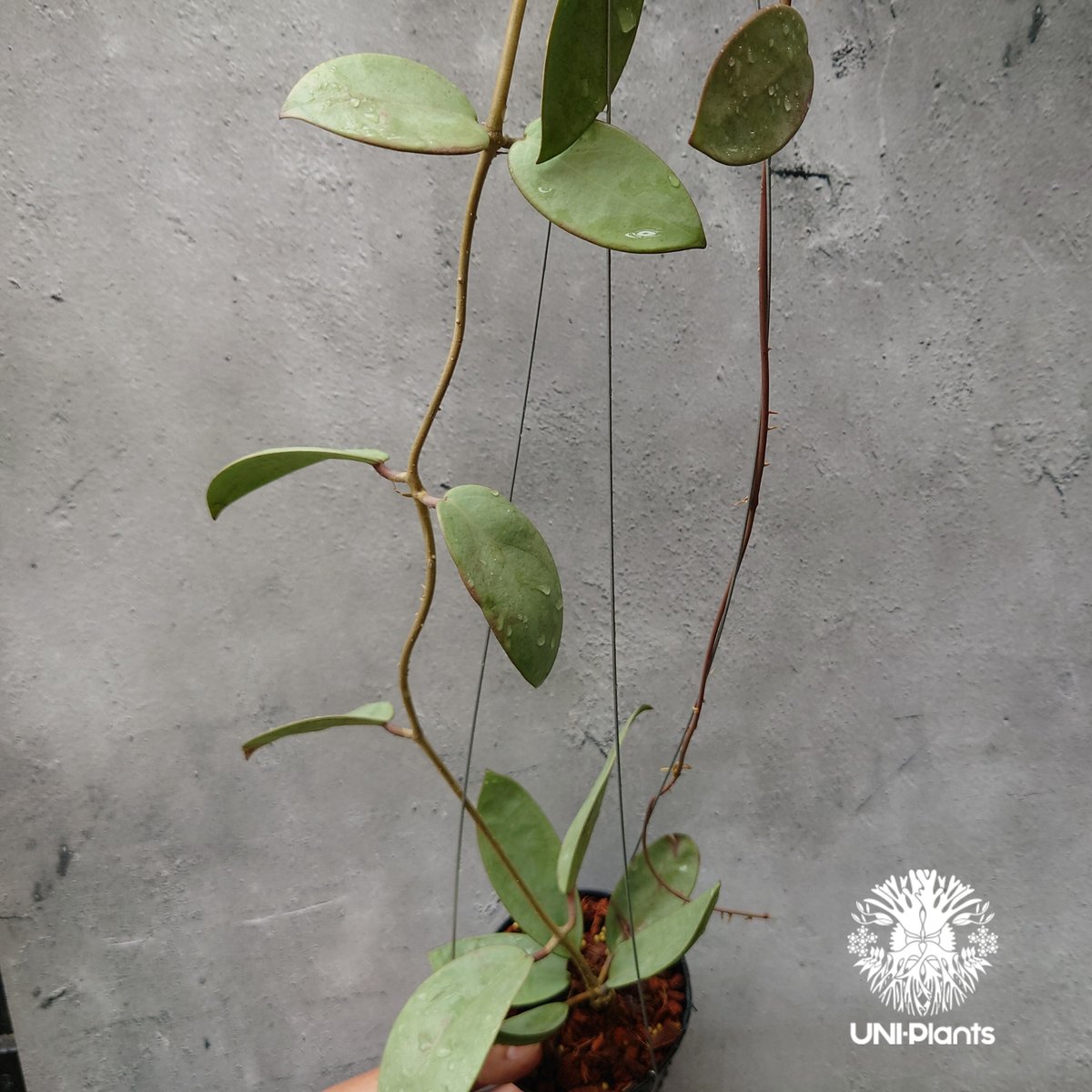 Hoya Silver dollar ホヤ シルバー ダラー ホヤ 希少 ホヤ植物 Hoya Silver dollar ホヤ シルバー ダラー ホヤ 希少 ホヤ植物