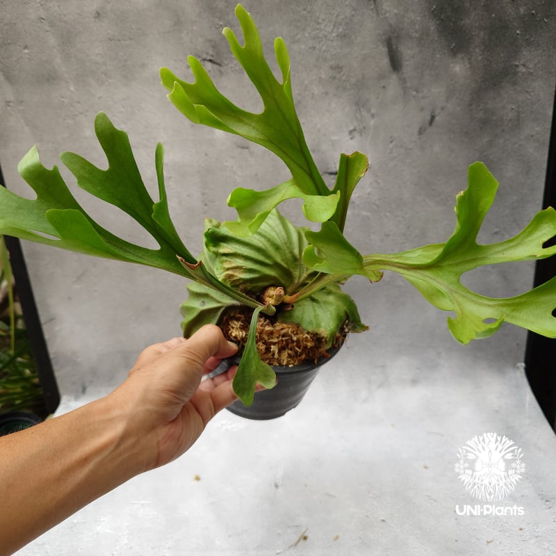 ビカクシダ　P. Ridleyi リドレイ ビカクシダ リドレイ Platycerium Ridleyi コウモリラン ビカクシダ