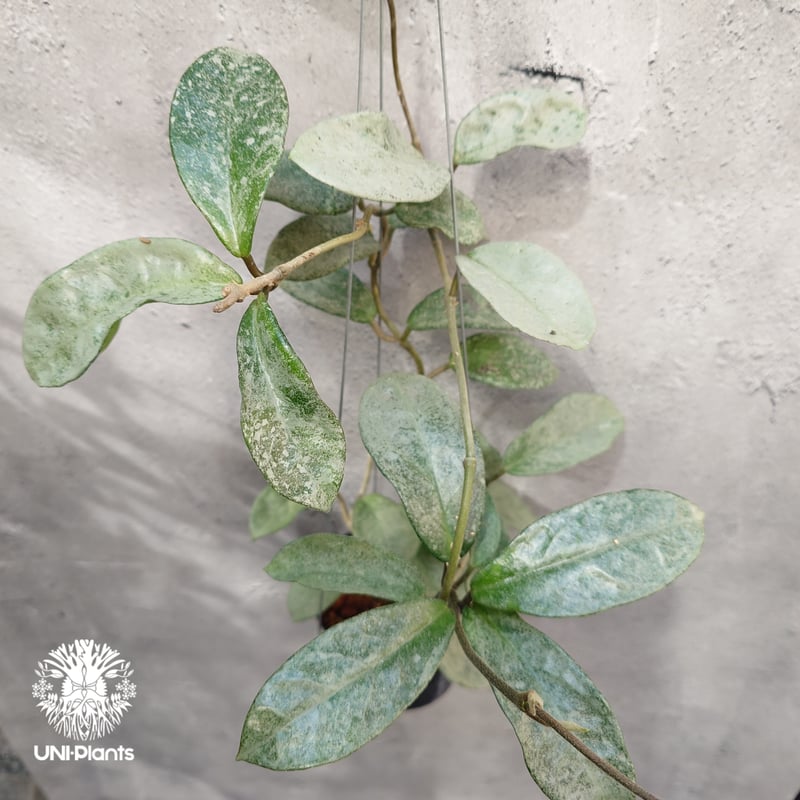 Hoya Carnosa Nova Ghost ホヤ カルノーサ ノバ ゴースト ホヤ 希少