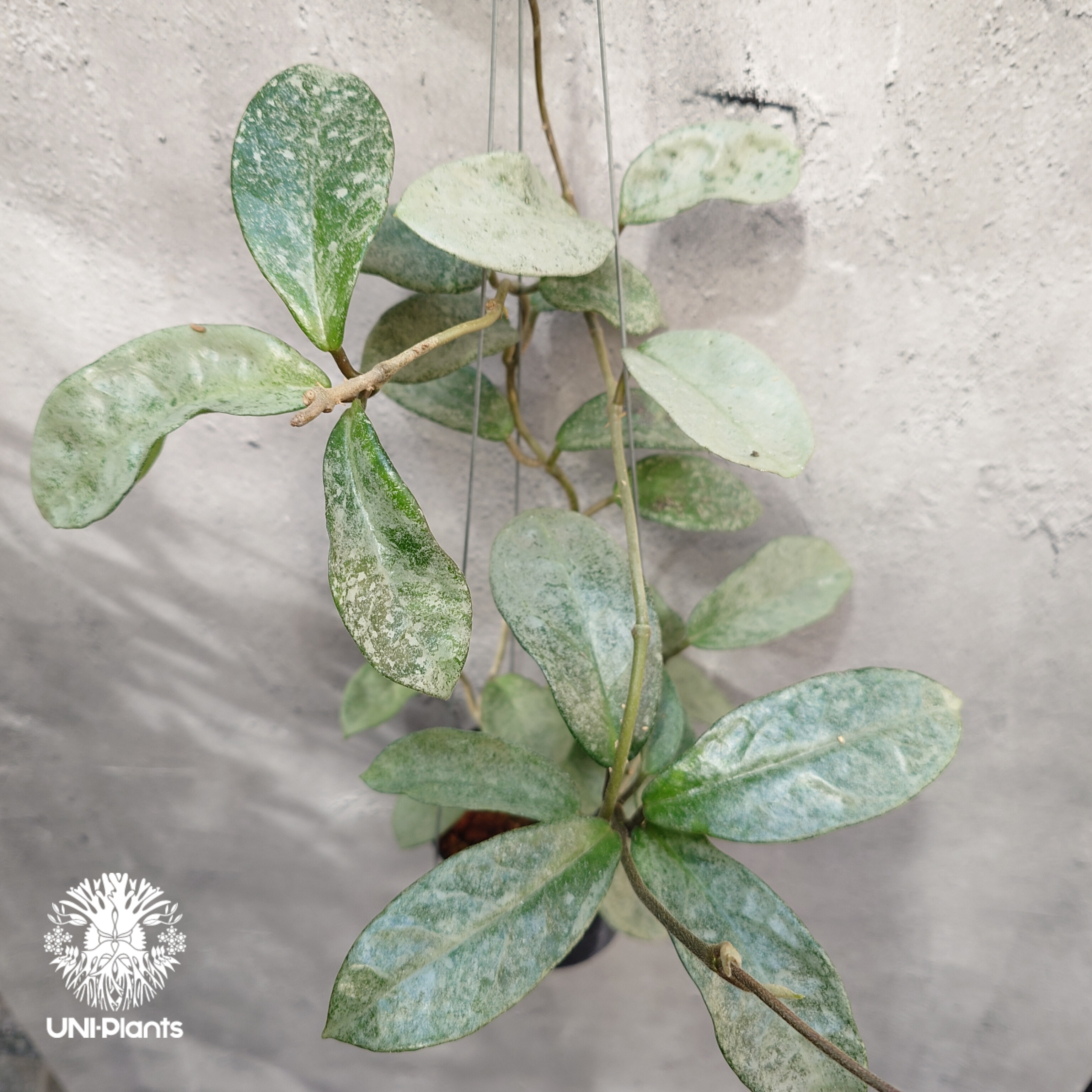 Hoya Carnosa Nova Ghost ホヤ カルノーサ ノバ ゴースト ホヤ 希少