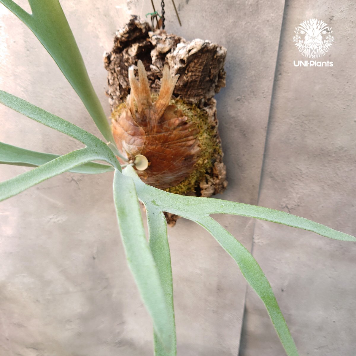 ビカクシダ レモイネイ Platycerium veitchii 'Lemoine' コウモリ ビカクシダ レモイネイ Platycerium veitchii 'Lemoine' コウモリ