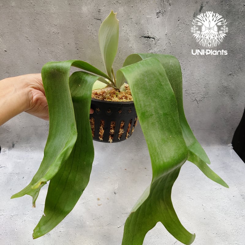 Platycerium Hanabi ビカクシダ コウモリラン platycerium sta