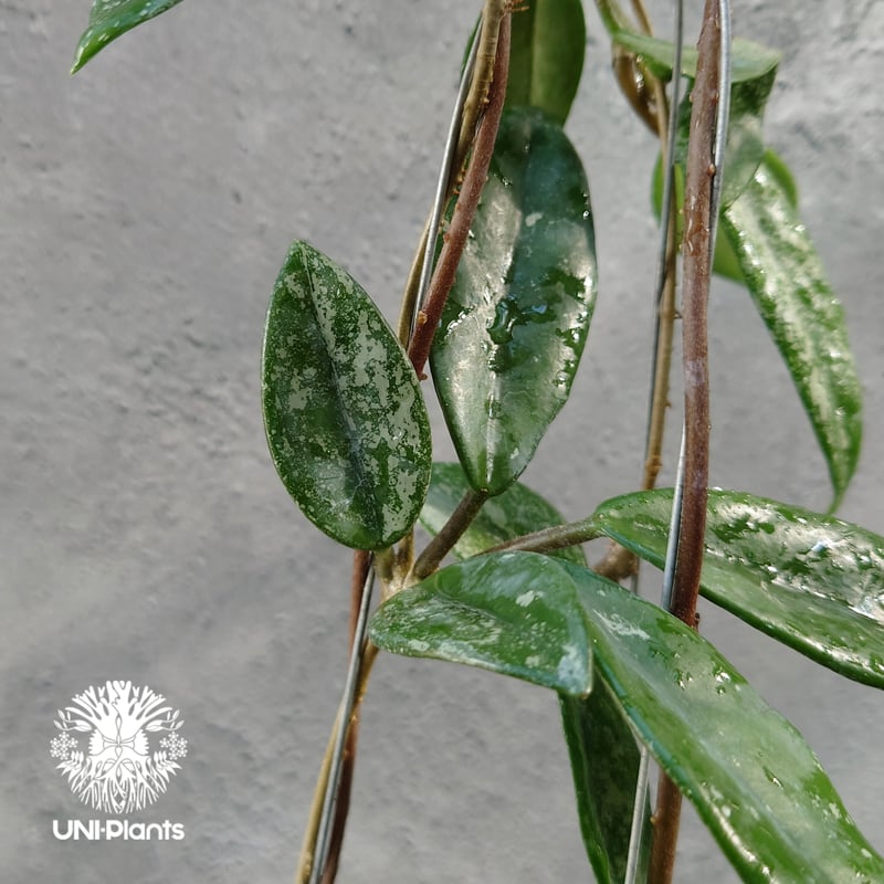 Hoya carnosa wilbur graves china ホヤ カルノサ ウィバー グ