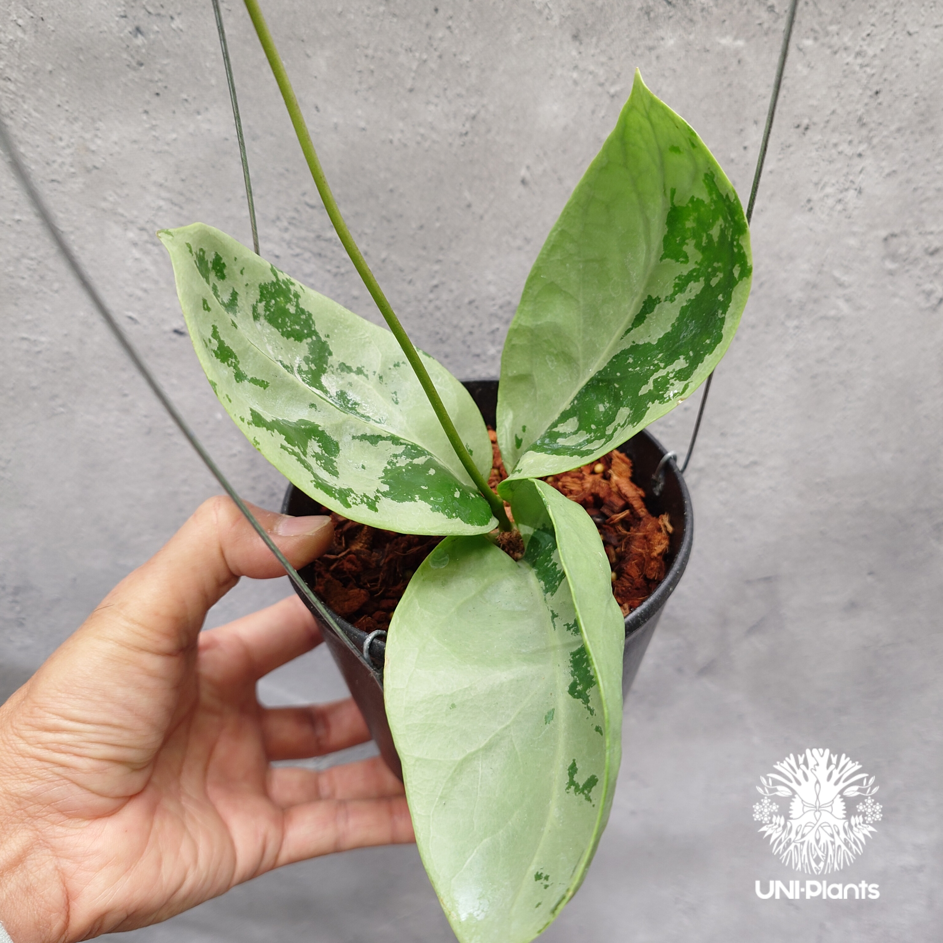 限定1株入荷 Hoya Nervosa jokul ホヤ 希少 ホヤ植物 ホヤの花 珍しい