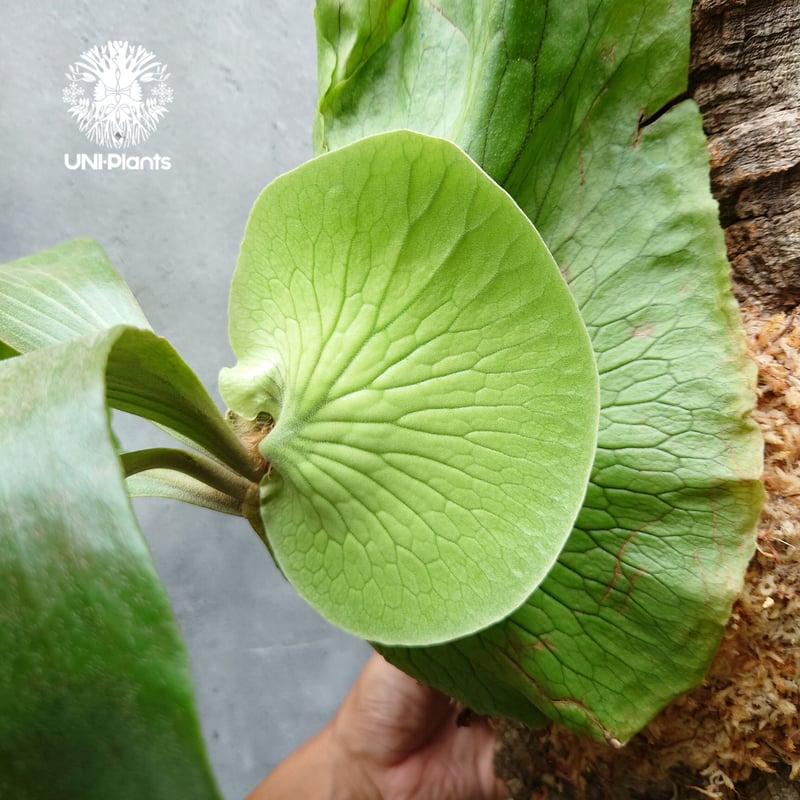 P. alcicorne Africa ビカクシダ アルシコルネ アフリカ P.Alcicorne africa 原種 PUP株 検