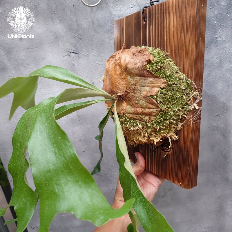 ビカクシダ アルテミス Platycerium Artemis (Alcicorne x Qu