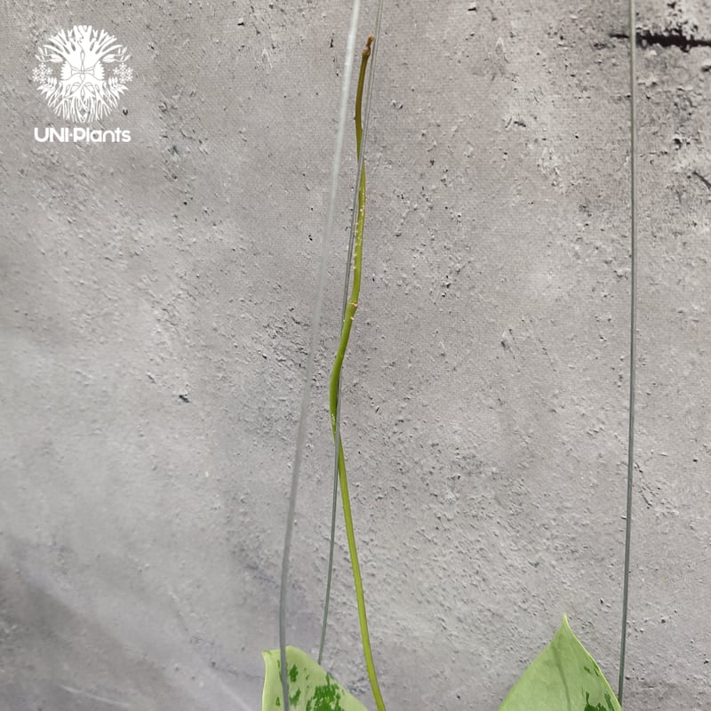 限定1株入荷 Hoya Nervosa jokul ホヤ 希少 ホヤ植物 ホヤの花 珍しい